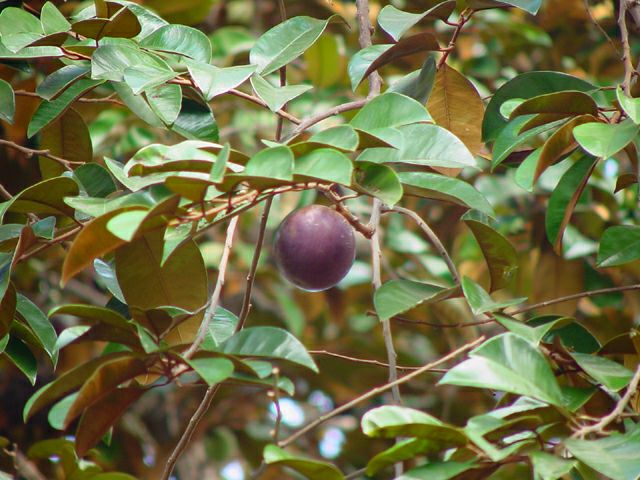 Star Apple